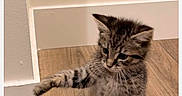 Jasper joined the competition — help win amazing prizes! kitten, cat, tabby, striped_fur, animal, pet, sitting, indoor, wooden_floor, home, room, wall, corner, ears, whiskers, paws, tail, fluffy, cute, portrait