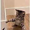 kitten, cat, tabby, striped_fur, animal, pet, sitting, indoor, wooden_floor, home, room, wall, corner, ears, whiskers, paws, tail, fluffy, cute, portrait