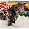 kitten, cat, tabby, furry, animal, pet, lying_down, blanket, colorful, indoors, portrait, green_eyes, whiskers, paws, cute, relaxed, playful, closeup, soft_texture, home