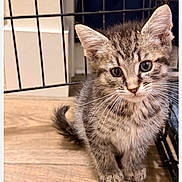 Jasper is registered to the contest to win money with this photo: cat, kitten, tabby, animal, pet, furry, whiskers, ears, eyes, standing, sitting, indoors, cage, enclosure, wooden_floor, close_up, portrait, cute, striped_fur, domestic_cat