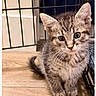cat, kitten, tabby, animal, pet, furry, whiskers, ears, eyes, standing, sitting, indoors, cage, enclosure, wooden_floor, close_up, portrait, cute, striped_fur, domestic_cat