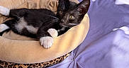Winnie is registered to the contest to win money with this photo: kitten, cat, black_and_white, white_paws, animal, pet, lying_down, sleeping, alert, whiskers, pointed_ears, yellow_eyes, plush_bed, lavender_bedding, leopard_print, bedroom, sunlight, indoors, cozy, portrait