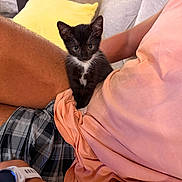 Winnie is registered to the contest to win money with this photo: kitten, cat, black_and_white, animal, pet, sitting, portrait, whiskers, ears, eyes, couch, sofa, pillows, people, indoor, home, cozy, clothing, smartwatch, cuddle