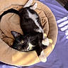 Winnie is registered to the contest to win money with this photo: cat, kitten, tuxedo_cat, black_and_white, pet, animal, sleeping, relaxed, lying_down, upside_down, whiskers, paws, green_eyes, cat_bed, plush_bed, purple_bedding, sunlight, indoors, cozy, cute
