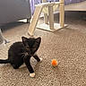 Winnie joined the competition — help win amazing prizes! cat, kitten, black_and_white, fluffy, pet, animal, whiskers, ears, eyes, sitting, carpet, floor, cat_toy, orange_ball, cat_tree, indoors, living_room, furniture, playful, portrait