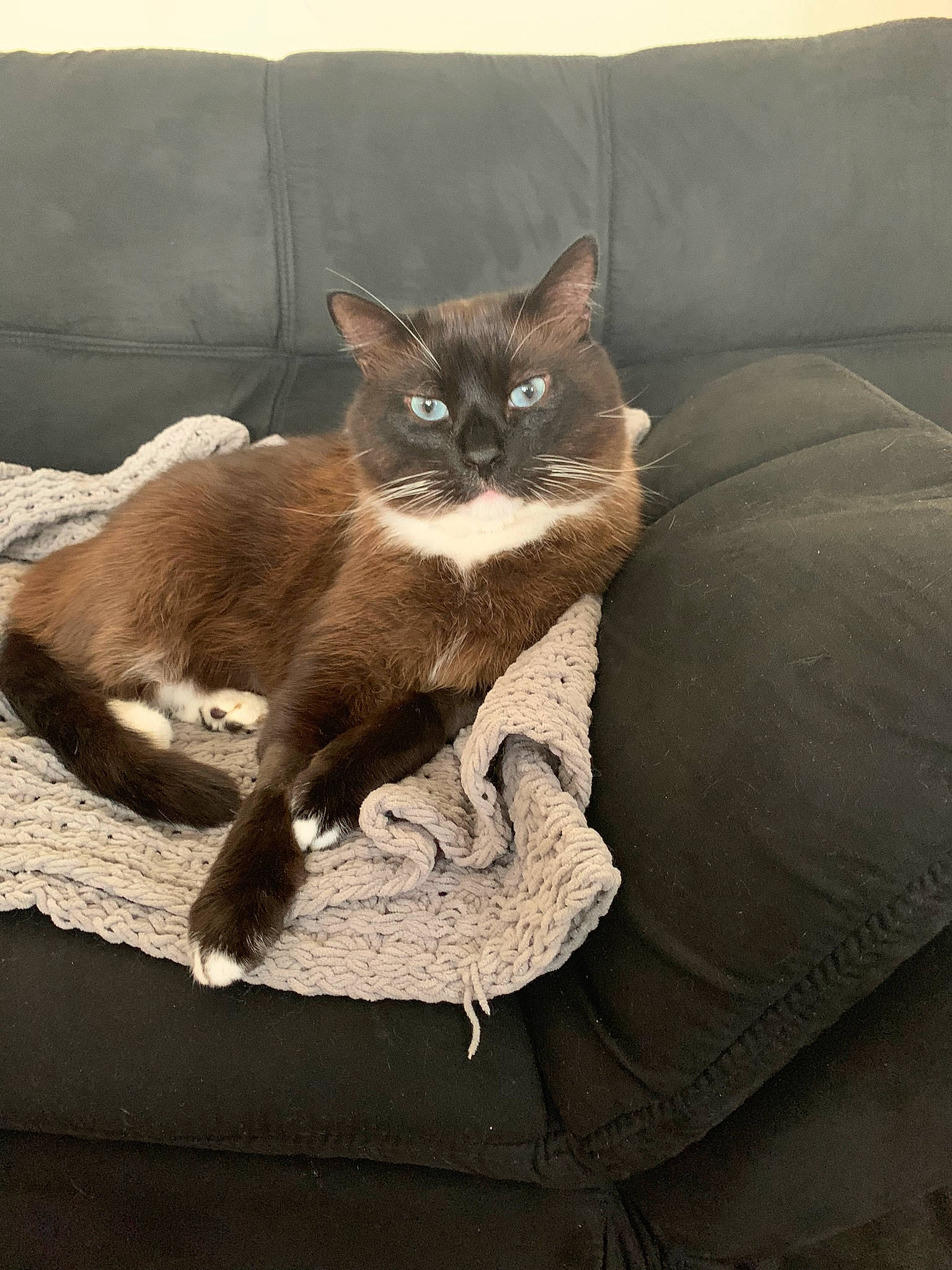 Meezer is registered to the contest to win money with this photo: asian, burmese, carnivore, cat, domestic_short_haired_cat, fawn, felidae, fur, furniture, havana_brown, kitten, mammal, small_to_medium_sized_cats, whiskers