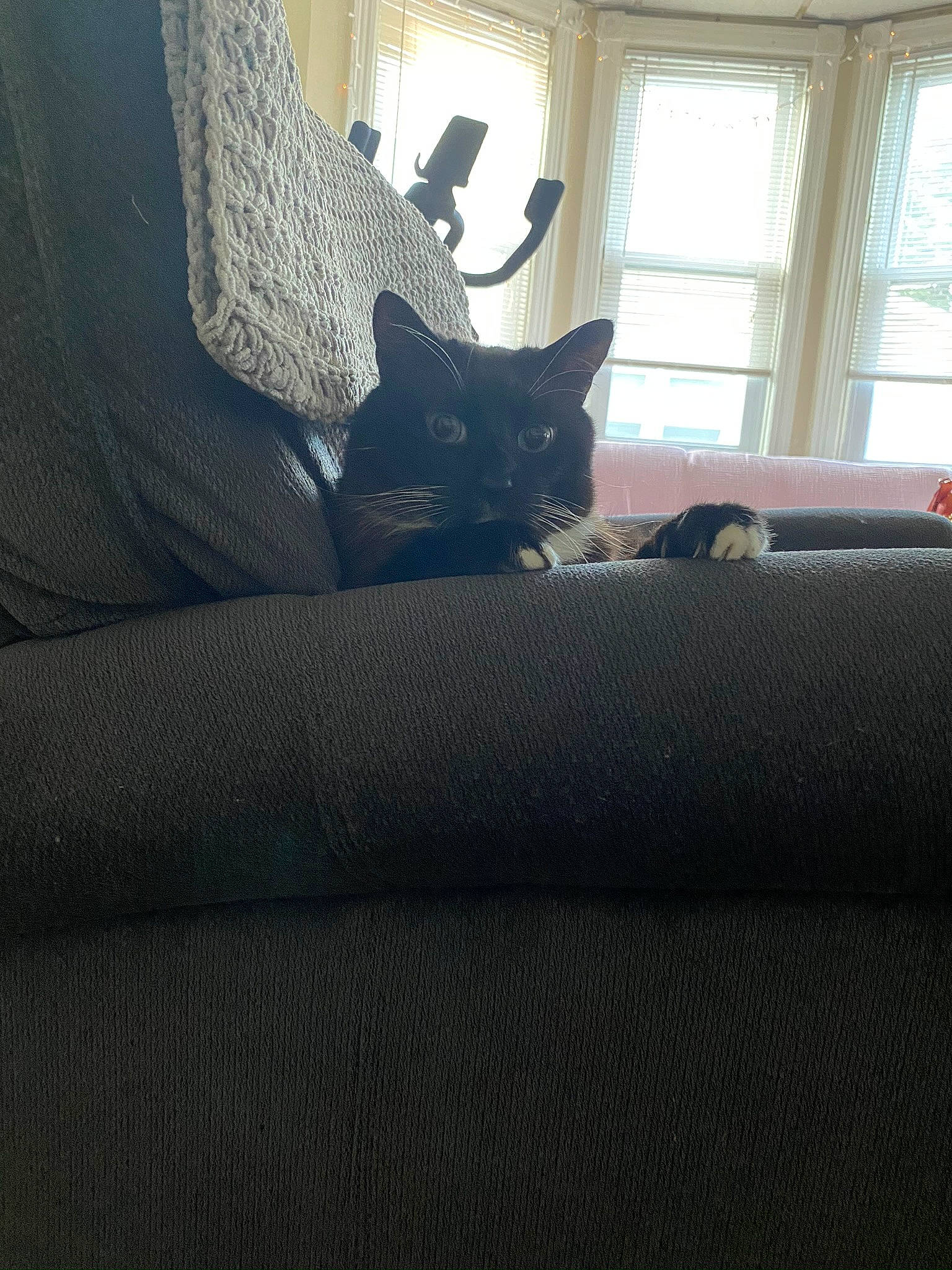 Meezer joined the competition — help win amazing prizes! black, black_cat, carnivore, cat, comfort, curtain, felidae, furniture, interior_design, room, small_to_medium_sized_cats, whiskers, window_treatment