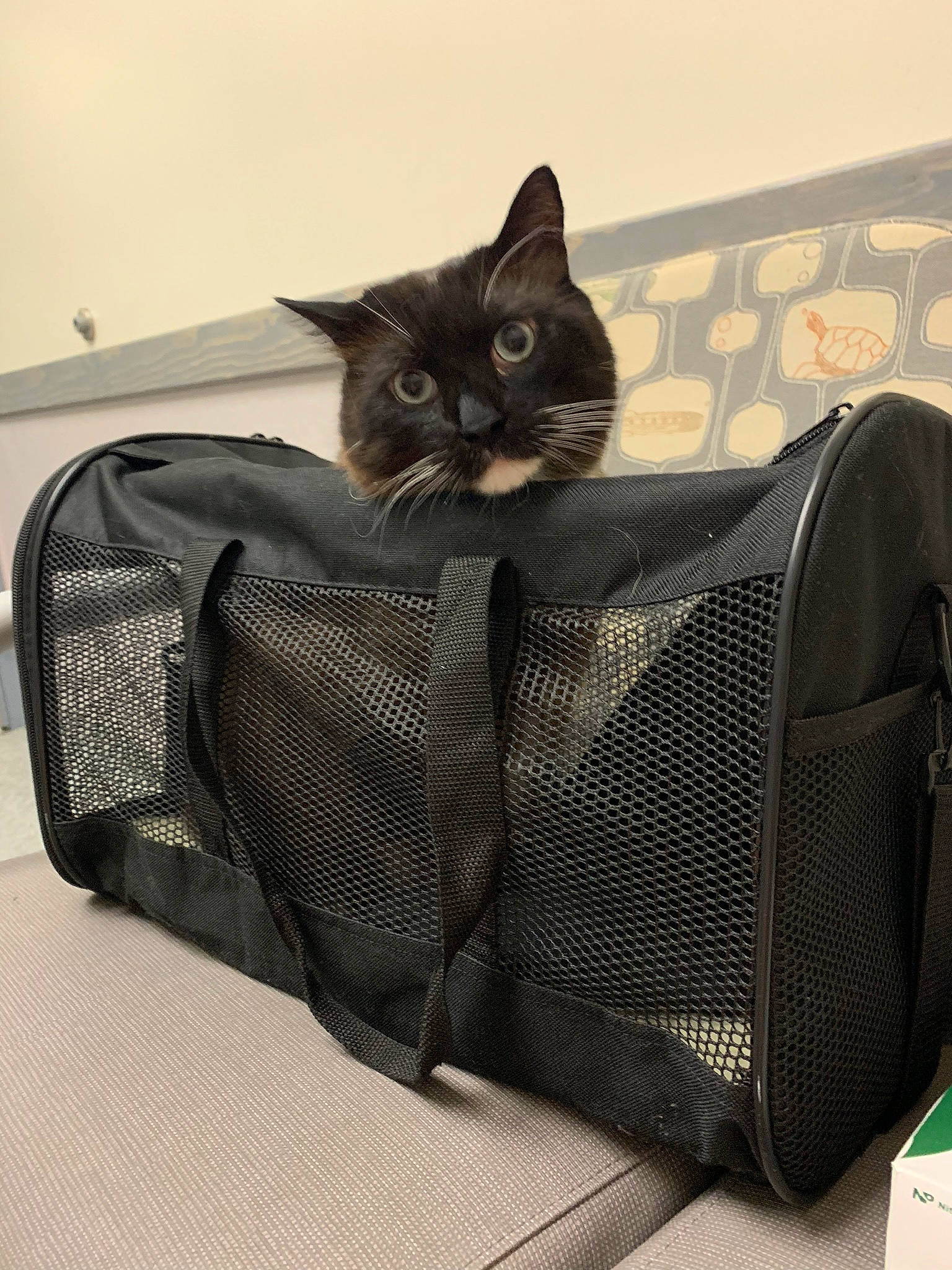 Meezer joined the competition — help win amazing prizes! bag, baggage, black_cat, carnivore, cat, diaper_bag, felidae, hand_luggage, handbag, kitten, luggage_and_bags, small_to_medium_sized_cats, whiskers