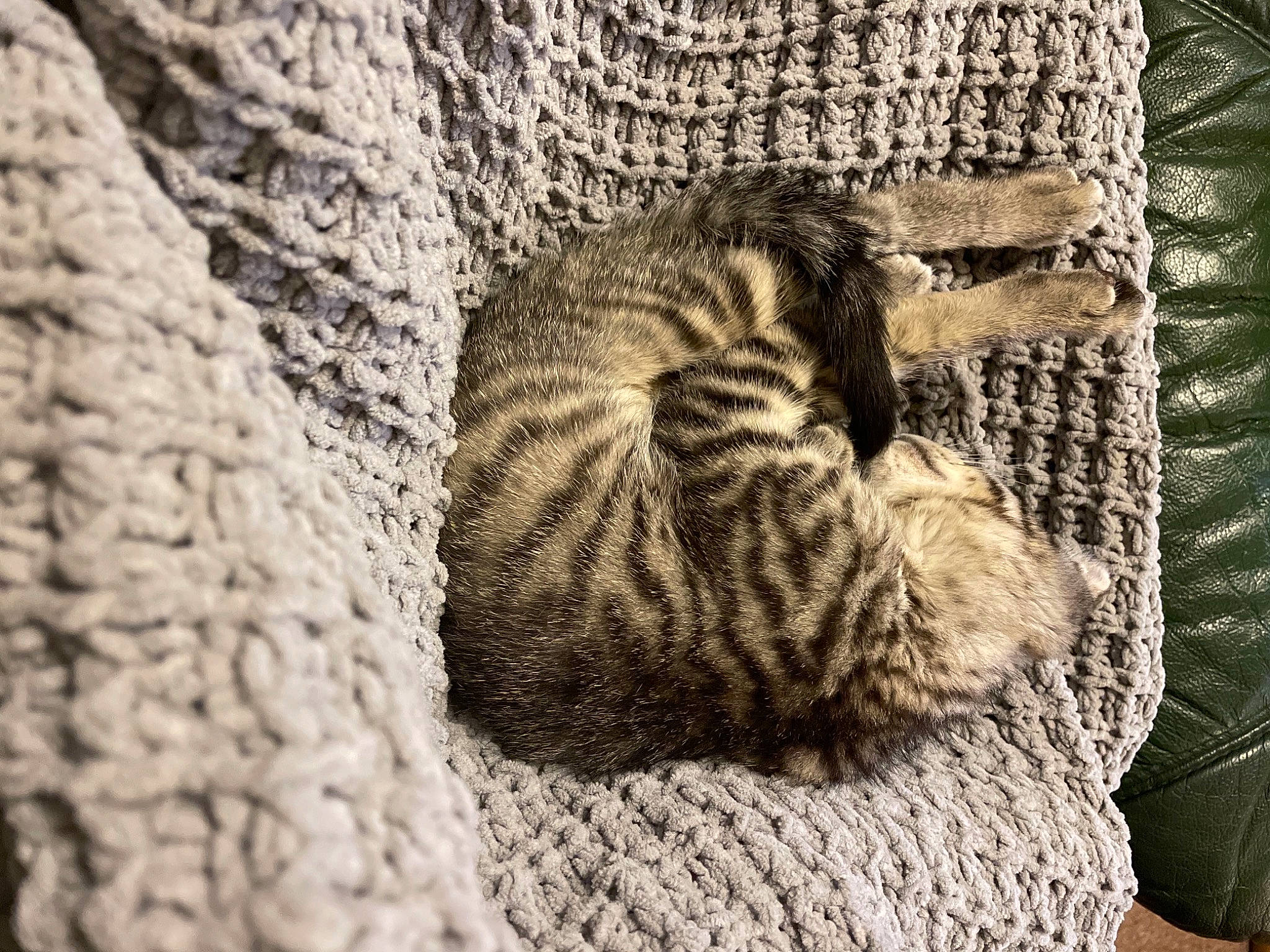 Gilmour is registered to the contest to win money with this photo: asian, bengal, carnivore, cat, domestic_short_haired_cat, dragon_li, egyptian_mau, european_shorthair, fawn, felidae, fur, kitten, ocicat, small_to_medium_sized_cats, tabby_cat, thread, tree, whiskers, wild_cat, wool