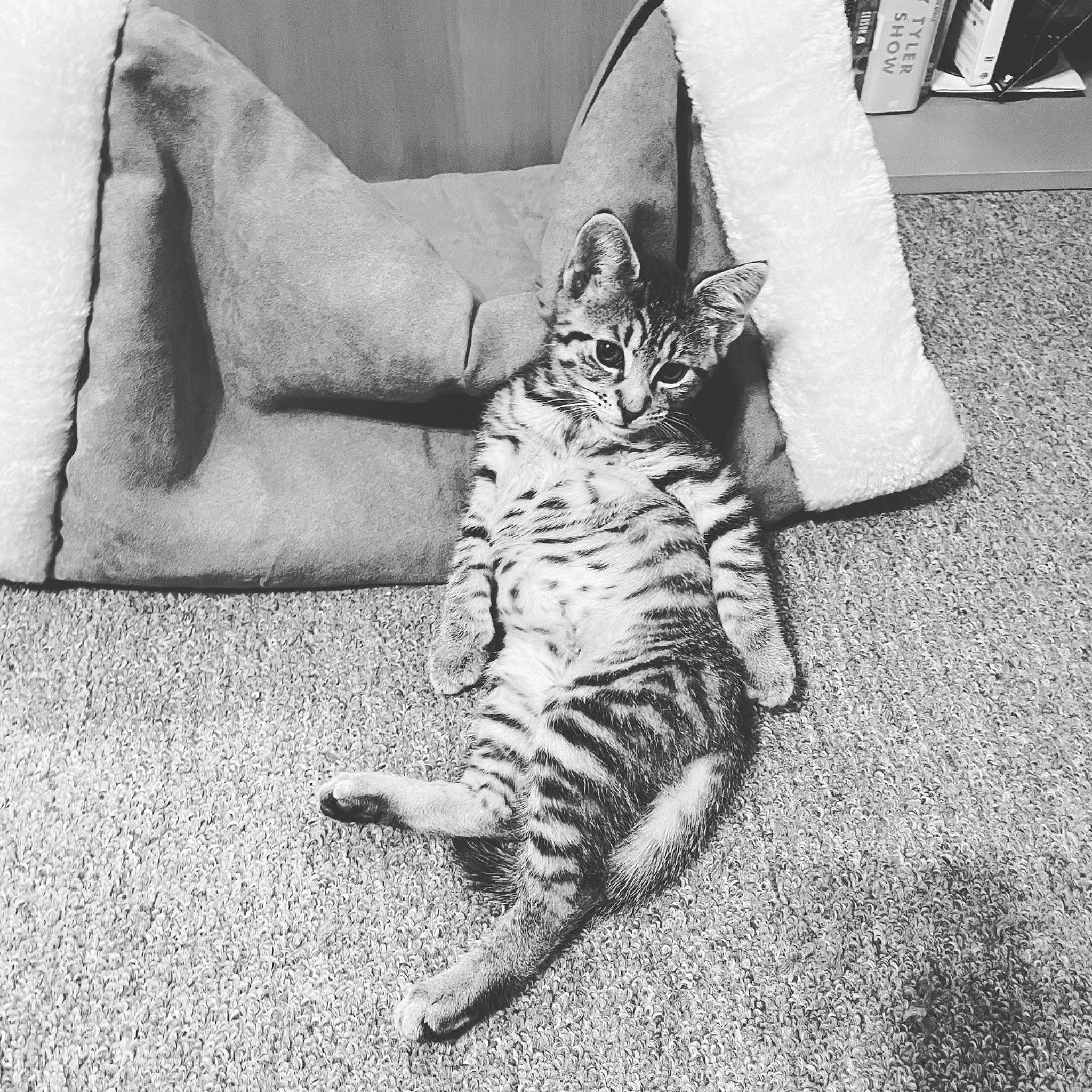 Gilmour is registered to the contest to win money with this photo: black_and_white, carnivore, cat, claw, felidae, fur, furniture, kitten, leg, monochrome, monochrome_photography, photography, shoe, sitting, small_to_medium_sized_cats, snapshot, style, tabby_cat, whiskers, white