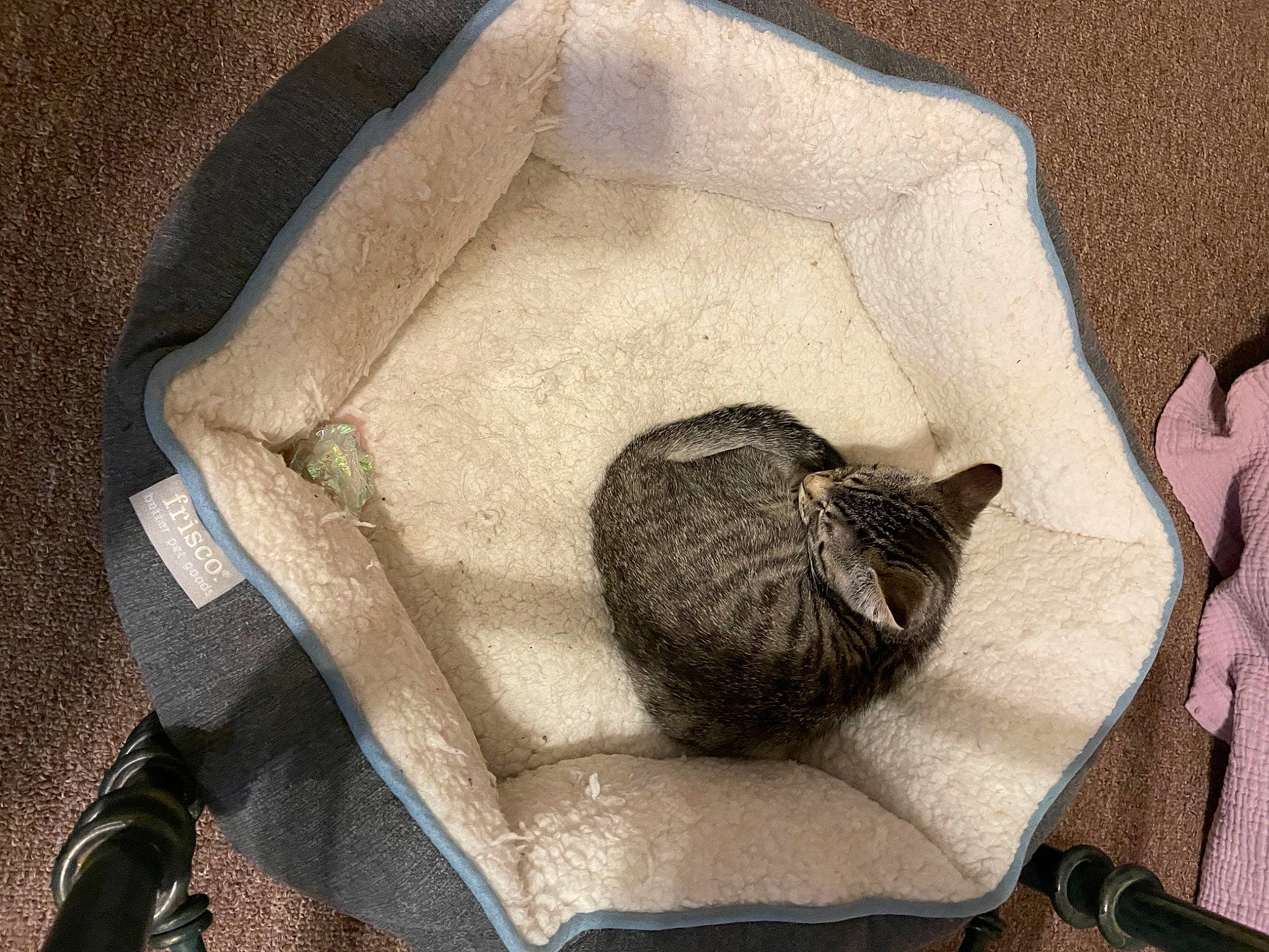 Gilmour joined the competition — help win amazing prizes! carnivore, cat, cat_bed, cat_supply, fawn, felidae, small_to_medium_sized_cats, whiskers