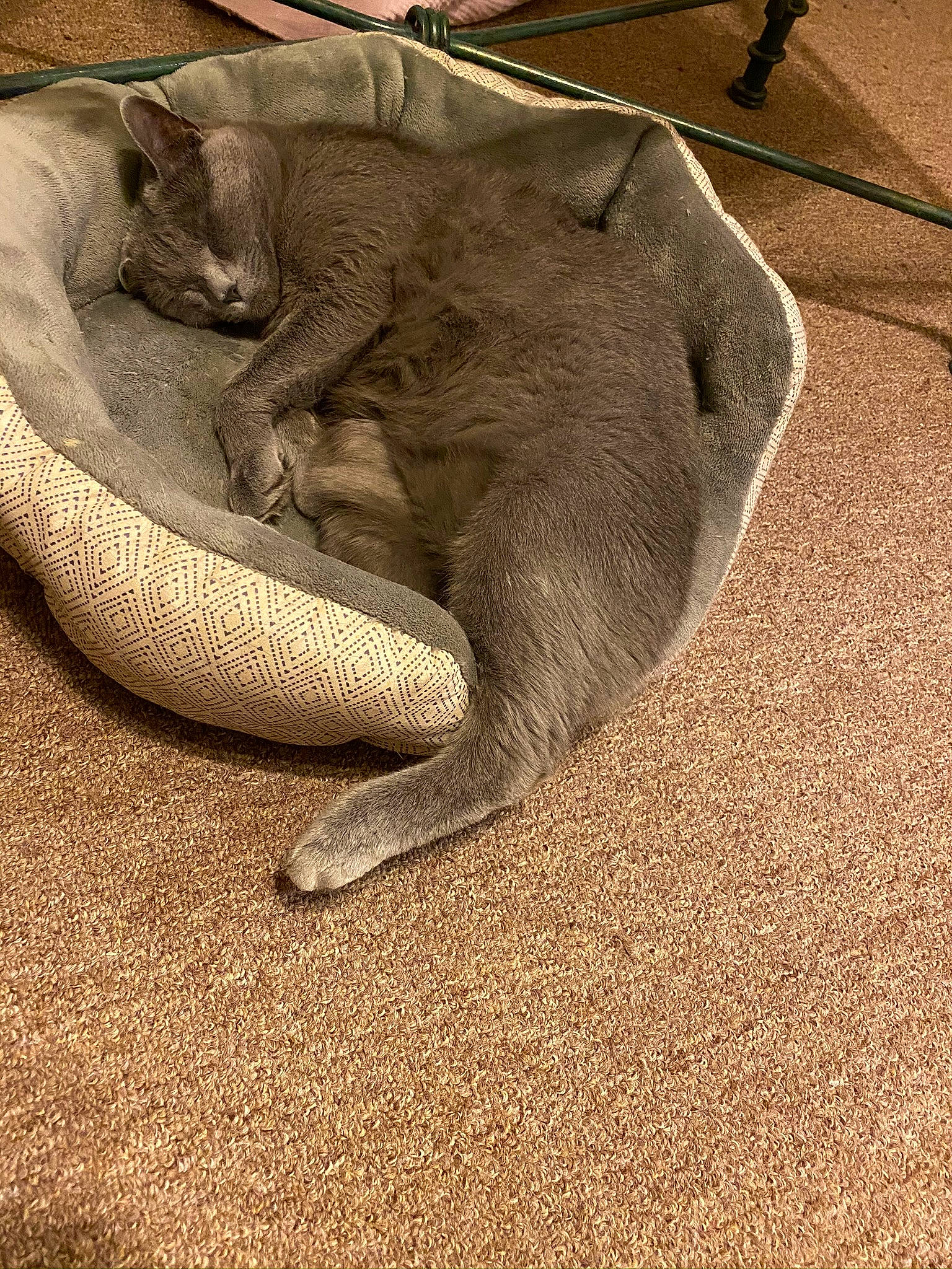 Charlie joined the competition — help win amazing prizes! carnivore, cat, chartreux, felidae, paw, russian_blue, sand, small_to_medium_sized_cats, snout, tail, whiskers