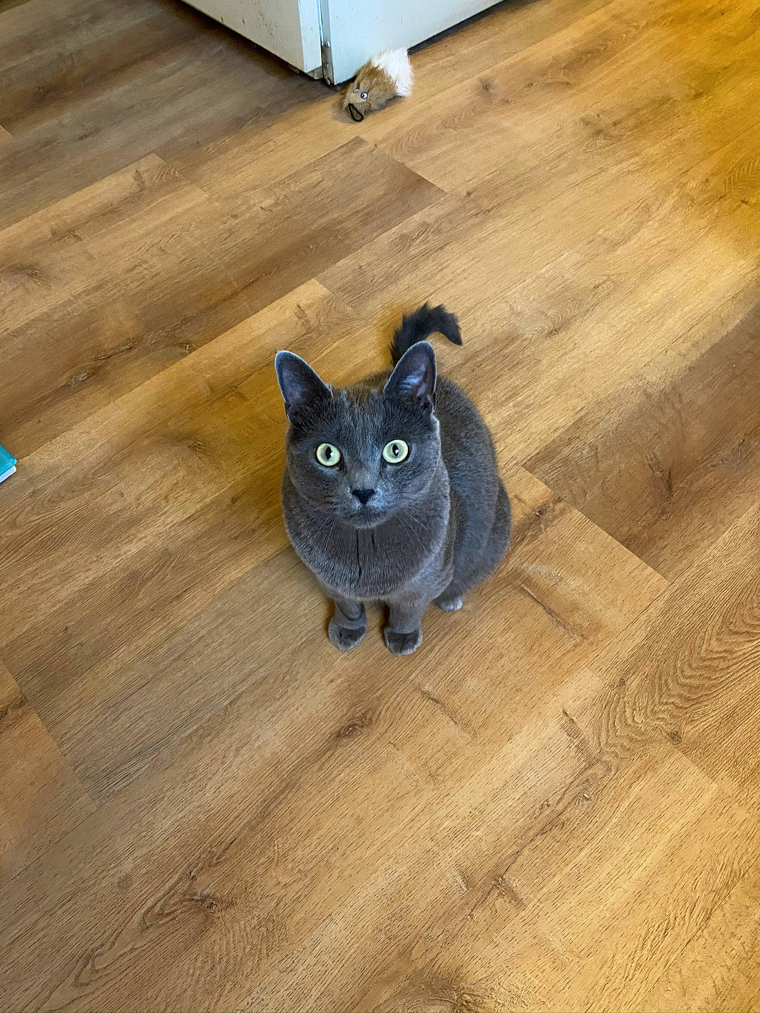 Charlie joined the competition — help win amazing prizes! british_shorthair, burmese, carnivore, cat, chartreux, domestic_short_haired_cat, fawn, felidae, floor, flooring, hardwood, korat, laminate_flooring, mammal, russian_blue, small_to_medium_sized_cats, tail, whiskers, wood, wood_flooring