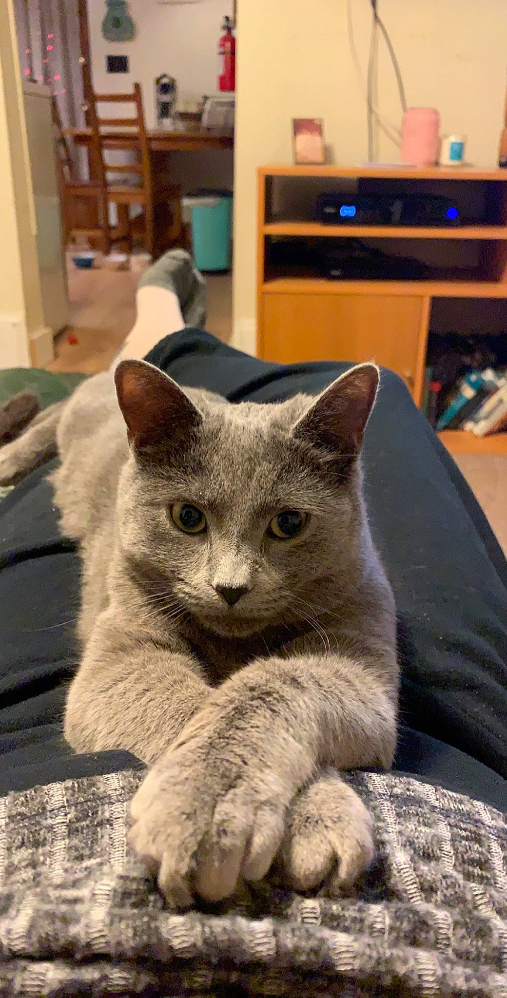 Charlie joined the competition — help win amazing prizes! asian, british_shorthair, carnivore, cat, chartreux, domestic_short_haired_cat, european_shorthair, felidae, kitten, korat, mammal, nebelung, russian_blue, small_to_medium_sized_cats, vertebrate, whiskers