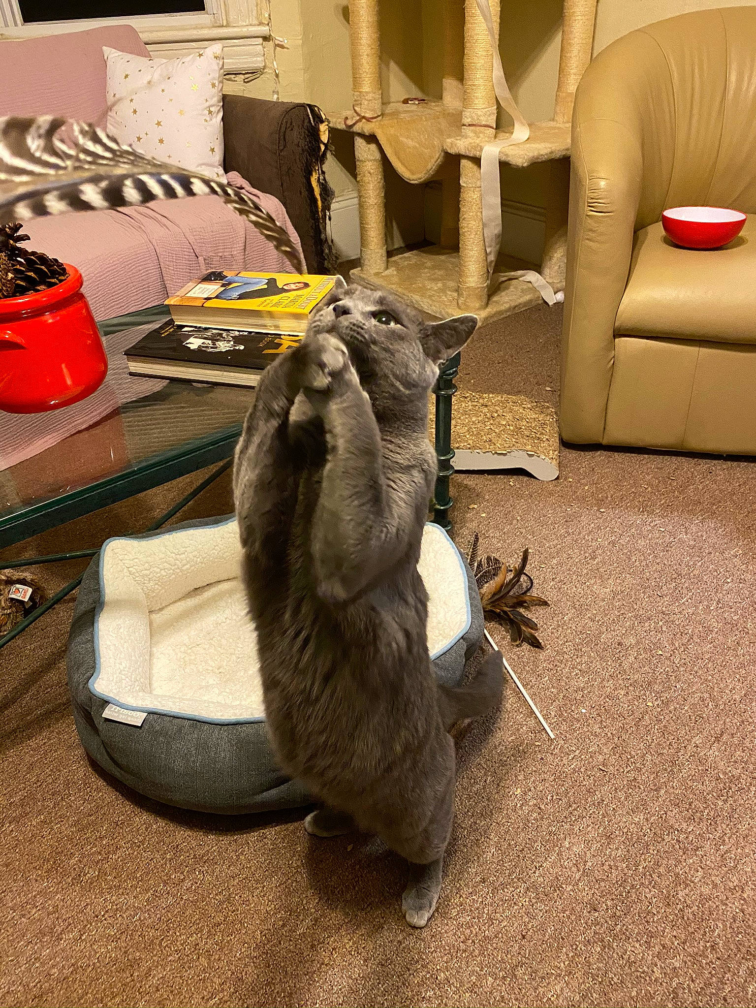 Charlie joined the competition — help win amazing prizes! cat, claw, felidae, floor, flooring, fur, furniture, room, russian_blue, small_to_medium_sized_cats, table, tail, whiskers, wood