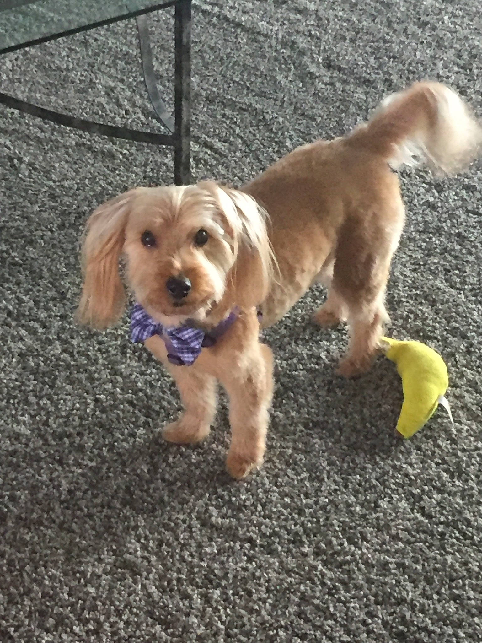 Zander is registered to the contest to win money with this photo: canidae, carnivore, companion_dog, dog, dog_breed, dog_collar, dog_supply, dog_toy, fawn, liver, mammal, non_sporting_group, pet_supply, puppy, snout, sporting_group, toy, toy_dog, vertebrate, working_animal