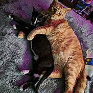 Jayjay is registered to the contest to win money with this photo: animal, bed, black_and_white_cat, blanket, cat, cats, companionship, cozy, cuddling, cute, domestic_animal, feline, fur, indoor, orange_tabby_cat, pets, relaxing, resting, snuggling, whiskers