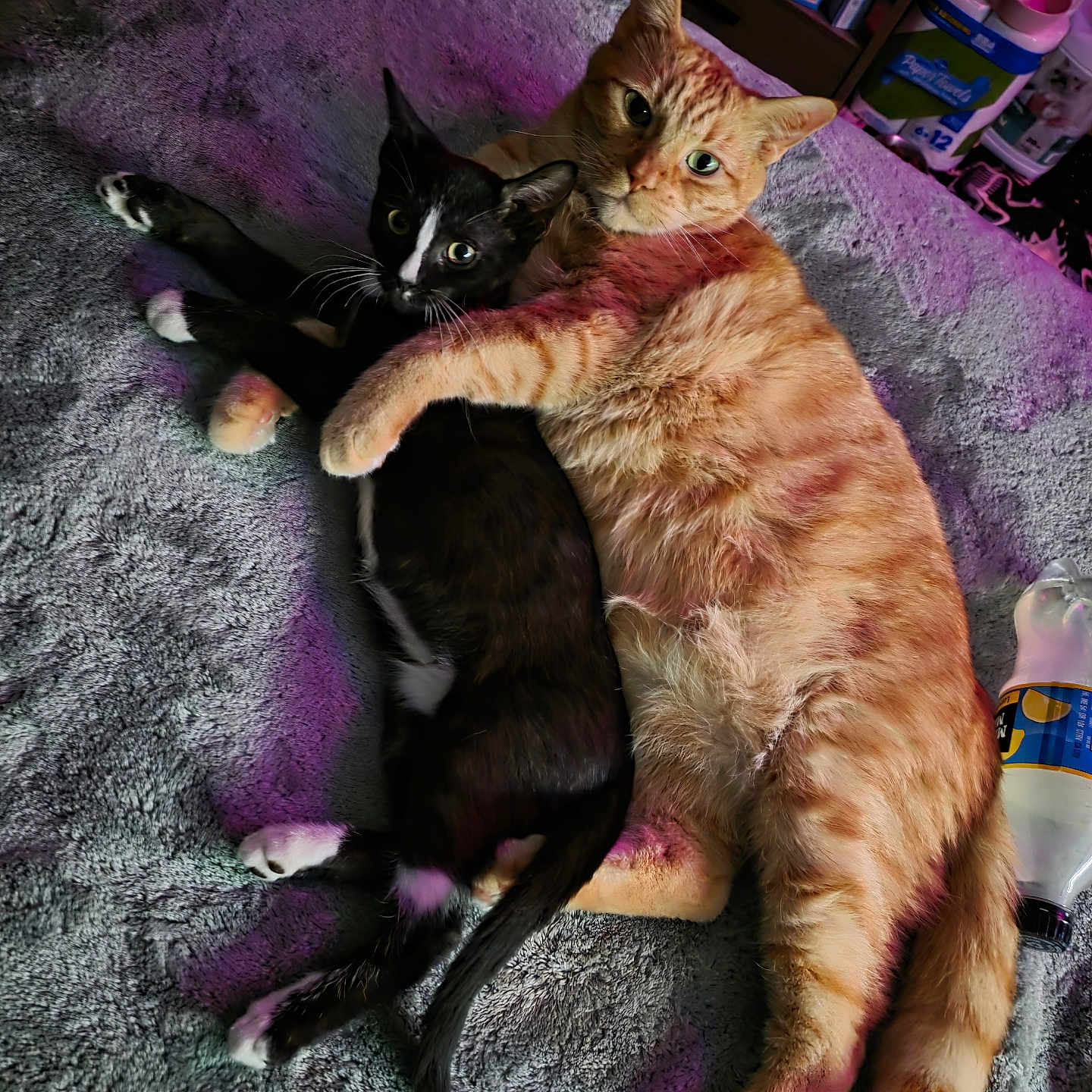 Jayjay is registered to the contest to win money with this photo: animal, bed, black_and_white_cat, blanket, cat, cats, companionship, cozy, cuddling, cute, domestic_animal, feline, fur, indoor, orange_tabby_cat, pets, relaxing, resting, snuggling, whiskers