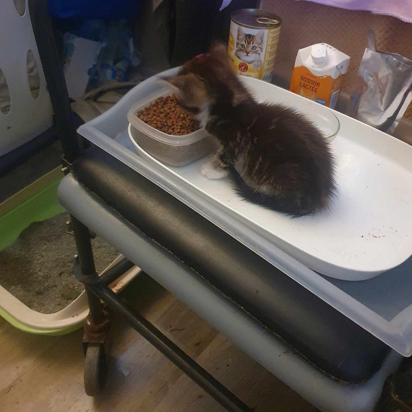 Aïko a rejoint le concours — aidez-le/la à gagner de superbes lots ! black_and_white, brown_kitten, cat, cat_food_can, container, cozy, domestic, feeding, floor, food, furniture, household, indoor, kitten, milk_carton, pet, small_animal, stool, tray, wood_floor