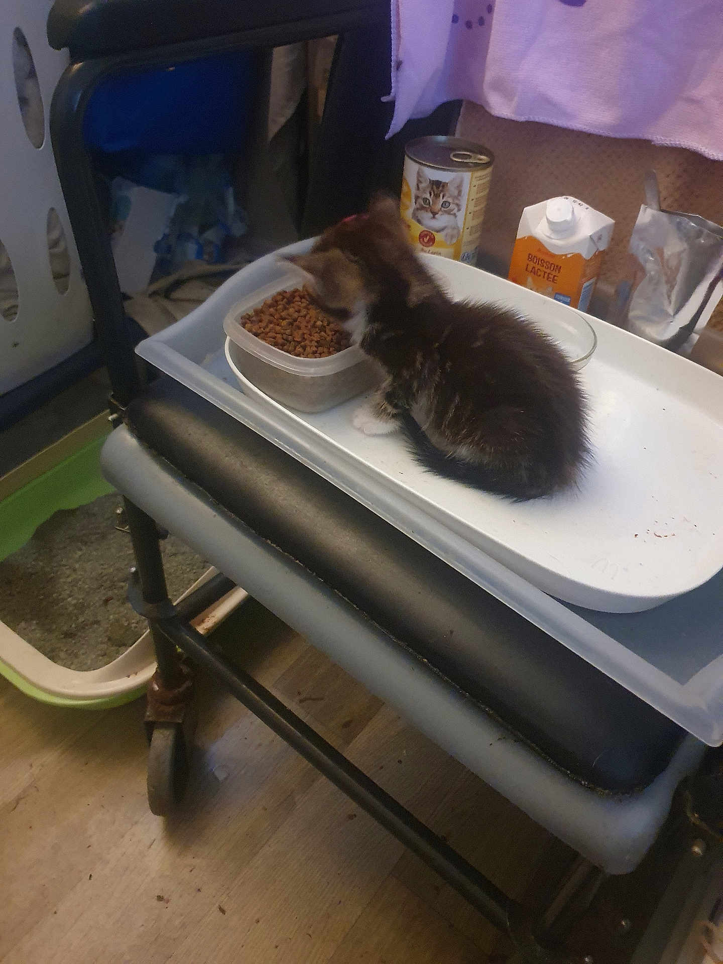 Aïko a rejoint le concours — aidez-le/la à gagner de superbes lots ! kitten, cat, food, container, tray, stool, floor, milk_carton, cat_food_can, pet, indoor, furniture, wood_floor, small_animal, domestic, feeding, brown_kitten, black_and_white, household, cozy