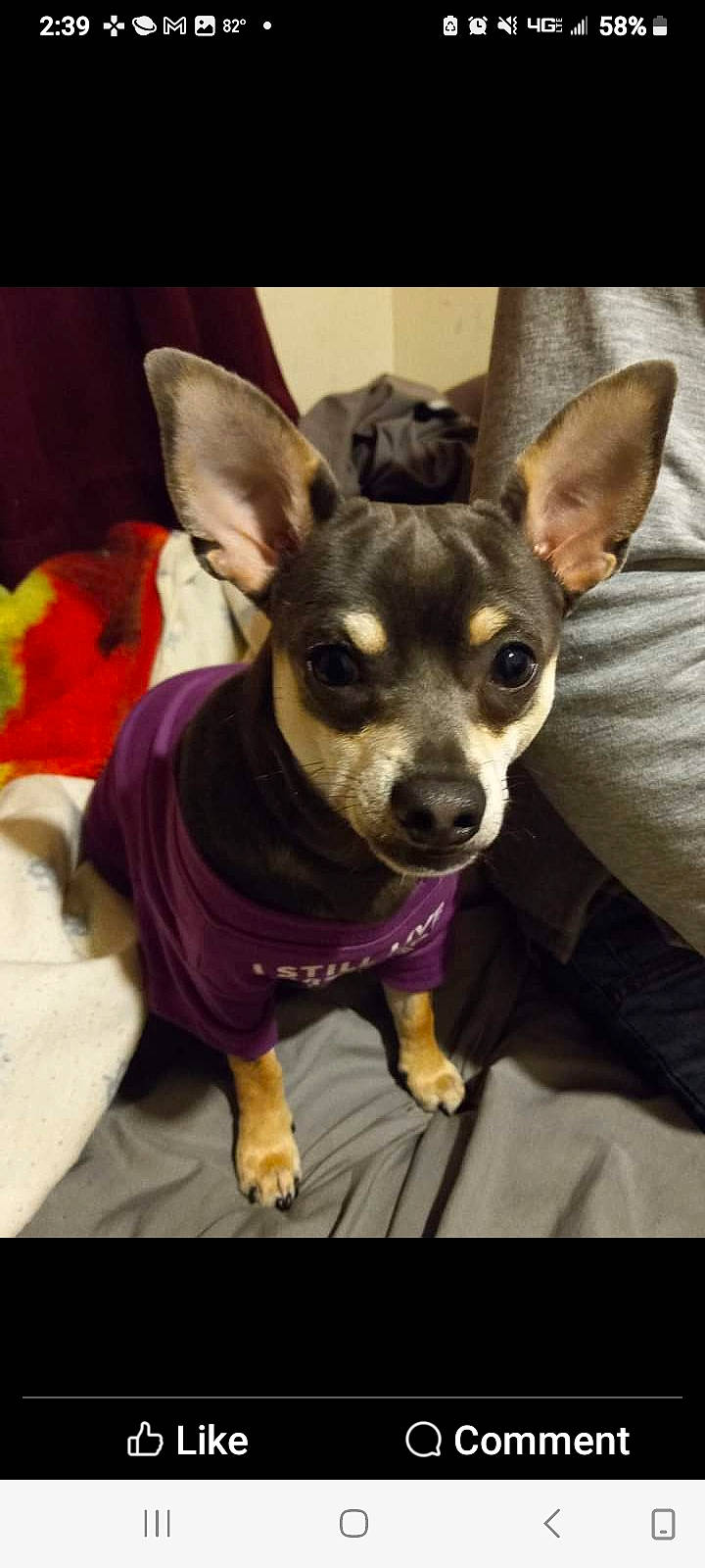 Blue joined the competition — help win amazing prizes! canidae, carnivore, chihuahua, collar, companion_dog, costume_hat, dog, dog_breed, dog_clothes, dog_supply, ear, fawn, fur, russkiy_toy, snout, sporting_group, tail, toy_dog, whiskers, working_animal