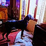 animal, black_dog, collar, curtains, cushion, dog, dog_bed, floor, furniture, home, indoor, looking_out_window, pet, room, standing, sunlight, television, tile_floor, window, wooden_cabinet