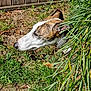 dog, brindle, white_coat, grass, greenery, fence, yard, outdoor, pet, canine, sniffing, nature, leafy, collar, side_profile, daylight, animal, backyard, plant, curious