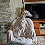 Paloma a rejoint le concours — aidez-le/la à gagner de superbes lots ! dog, white_dog, armchair, blanket, living_room, television, wooden_furniture, decor, statue, pet, domestic_animal, sitting, looking_away, floor_rug, glass_table, stone_wall, lamp, basket, quiet, cozy