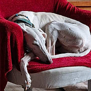 Paloma participe au concours pour gagner de l'argent avec cette photo : dog, white_dog, sleeping, resting, armchair, red_blanket, indoor, pet, canine, cozy, relaxation, fur, collar, paw, quiet, home, furniture, comfort, napping, domestic