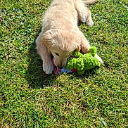 Baloo participe au concours pour gagner de l'argent avec cette photo : puppy, dog, golden_retriever, grass, outdoor, sunlight, toy, plush_toy, playful, chewing, pet, animal, cute, young, nature, daytime, green, fur, mammal, adorable