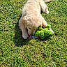 puppy, dog, golden_retriever, grass, outdoor, sunlight, toy, plush_toy, playful, chewing, pet, animal, cute, young, nature, daytime, green, fur, mammal, adorable