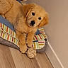 Baloo participe au concours pour gagner de l'argent avec cette photo : golden_retriever, puppy, dog, pet, toy, rope_toy, blanket, striped, bed, cushion, floor, wooden_floor, indoor, animal, cute, fur, lying_down, looking, wall, relaxed