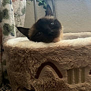 Nala joined the competition — help win amazing prizes! cat, siamese_cat, pet, feline, cat_bed, plush, cozy, indoor, window, curious, animal, resting, soft_fur, ears, face, home, furniture, blanket, pattern, natural_light