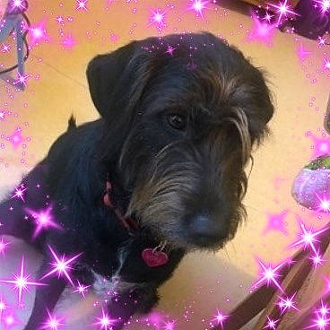 Nora a rejoint le concours — aidez-le/la à gagner de superbes lots ! canidae, carnivore, dog, dog_breed, giant_schnauzer, miniature_schnauzer, pink, puppy, rare_breed_dog, schnauzer, schnoodle, scottish_terrier, small_terrier, snout, standard_schnauzer, terrier