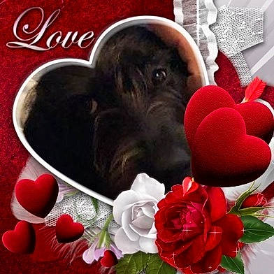 Nora a rejoint le concours — aidez-le/la à gagner de superbes lots ! canidae, carnivore, dog, dog_breed, heart, holiday, love, puppy, puppy_love, sporting_group, valentines_day