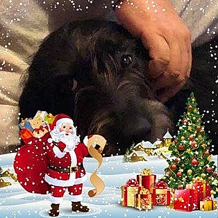 Nora participe au concours pour gagner de l'argent avec cette photo : canidae, carnivore, christmas, christmas_eve, christmas_tree, dog, dog_breed, labrador_retriever, santa_claus, sporting_group