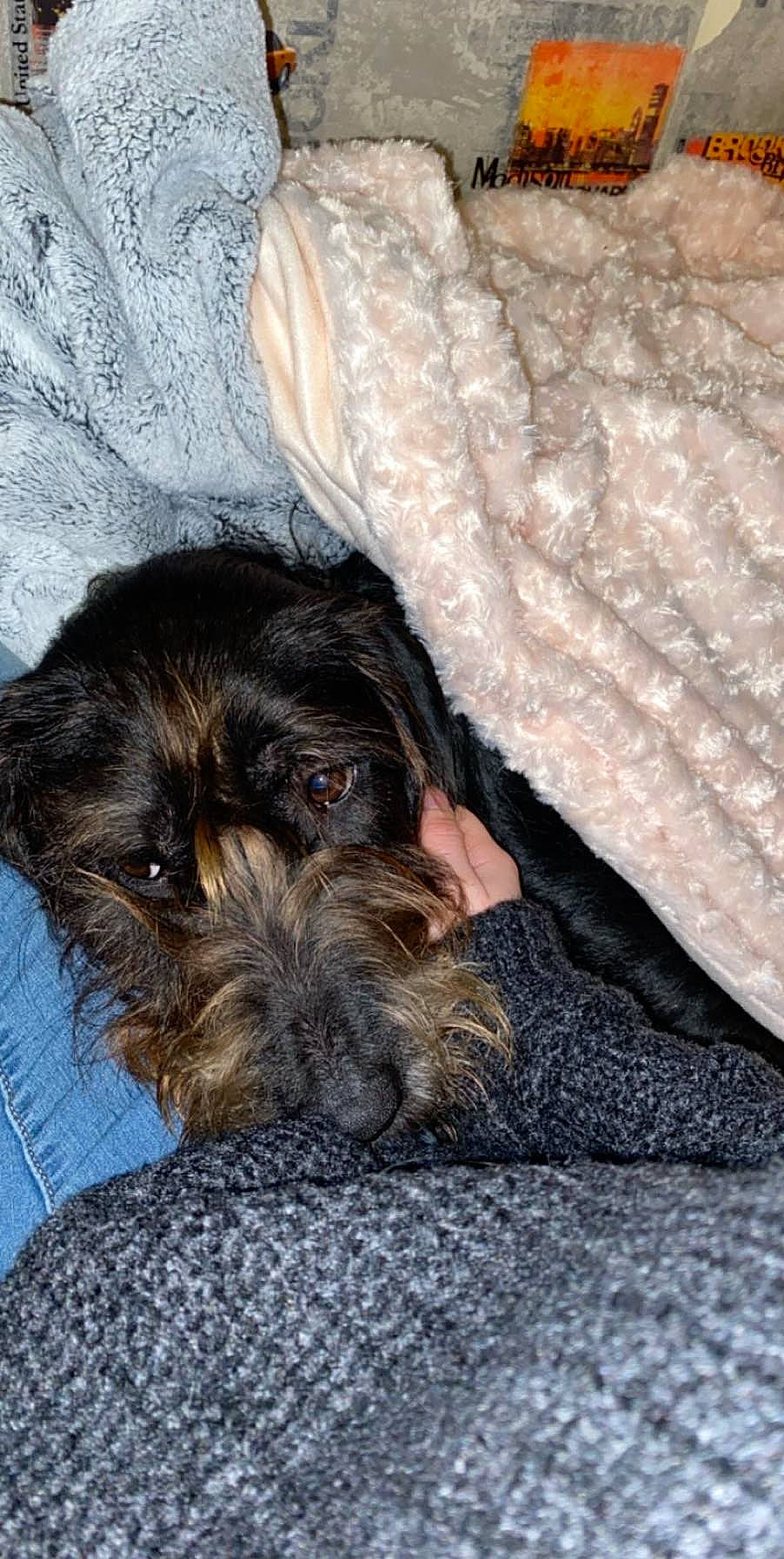 Nora participe au concours pour gagner de l'argent avec cette photo : bolonka, cairn_terrier, canidae, carnivore, cavapoo, cockapoo, dog, dog_breed, german_wirehaired_pointer, labradoodle, mammal, miniature_schnauzer, nap, puppy, schnauzer, schnoodle, snout, sporting_group, terrier, wirehaired_pointing_griffon