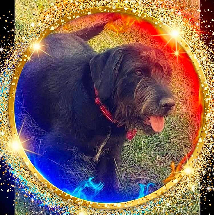 Nora participe au concours pour gagner de l'argent avec cette photo : art, astronomical_object, canidae, carnivore, circle, companion_dog, dog, dog_breed, electric_blue, event, giant_dog_breed, graphics, happy, illustration, light, snout, space, sporting_group, working_animal, world