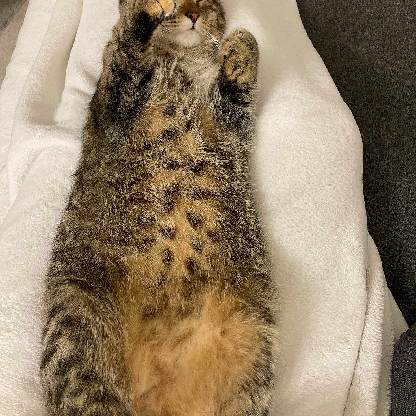 Orion a rejoint le concours — aidez-le/la à gagner de superbes lots ! animal, blanket, cat, closeup, cozy, cute, feline, fur, indoor, lying_down, mammal, paw, pet, relaxed, resting, sleeping, soft, striped, tabby, whiskers