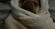 Momo joined the competition — help win amazing prizes! pug, dog, pet, animal, canine, wrapped, blanket, fleece, cocoon, portrait, face, eyes, indoors, bed, cozy, cute, funny, brown, black, snout