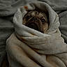 pug, dog, pet, animal, canine, wrapped, blanket, fleece, cocoon, portrait, face, eyes, indoors, bed, cozy, cute, funny, brown, black, snout