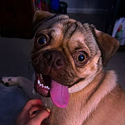 Momo is registered to the contest to win money with this photo: dog, pug, pet, animal, portrait, close_up, face, tongue, open_mouth, wrinkles, wide_eyes, brown_fur, indoor, candid, funny, playful, happy, human_hand, collar, photography