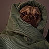 Momo is registered to the contest to win money with this photo: dog, pug, pet, animal, blanket, bundled, wrapped, cozy, indoors, portrait, close_up, face, eyes, wrinkles, brown_fur, green_blanket, sleeping, bedtime, grumpy, cute