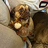 Momo is registered to the contest to win money with this photo: dog, puppy, french_bulldog, pet, animal, face, eyes, wrinkles, sitting, couch, pillow, plush_toy, monkey_toy, squeaky_toy, indoors, home, portrait, fur, companion, cute