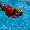 dog, pug, swimming, pool, water, life_jacket, red_vest, wet_fur, outdoor, pet, animal, canine, face, wrinkles, paddling, bubbles, blue_water, summer,  안전, portrait