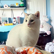Jelly Bean joined the competition — help win amazing prizes! cat, white_cat, bed, blanket, orange_pattern, room, door, television, toy, stuffed_animal, furniture, sitting, indoor, pet, cozy, curious, fur, domestic_animal, home, soft_toy