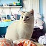 cat, white_cat, bed, blanket, orange_pattern, room, door, television, toy, stuffed_animal, furniture, sitting, indoor, pet, cozy, curious, fur, domestic_animal, home, soft_toy