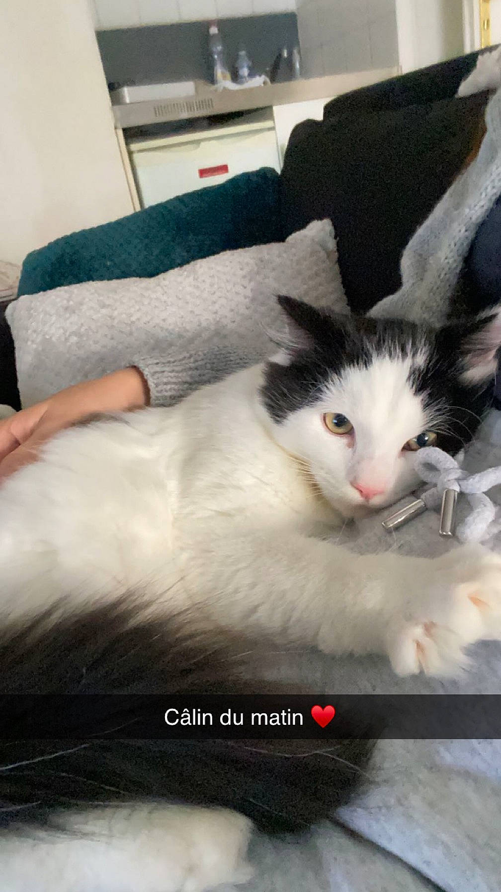 Tao participe au concours pour gagner de l'argent avec cette photo : carnivore, cat, claw, comfort, couch, domestic_short_haired_cat, felidae, foot, fur, paw, photo_caption, publication, sitting, small_to_medium_sized_cats, snout, tail, whiskers, window