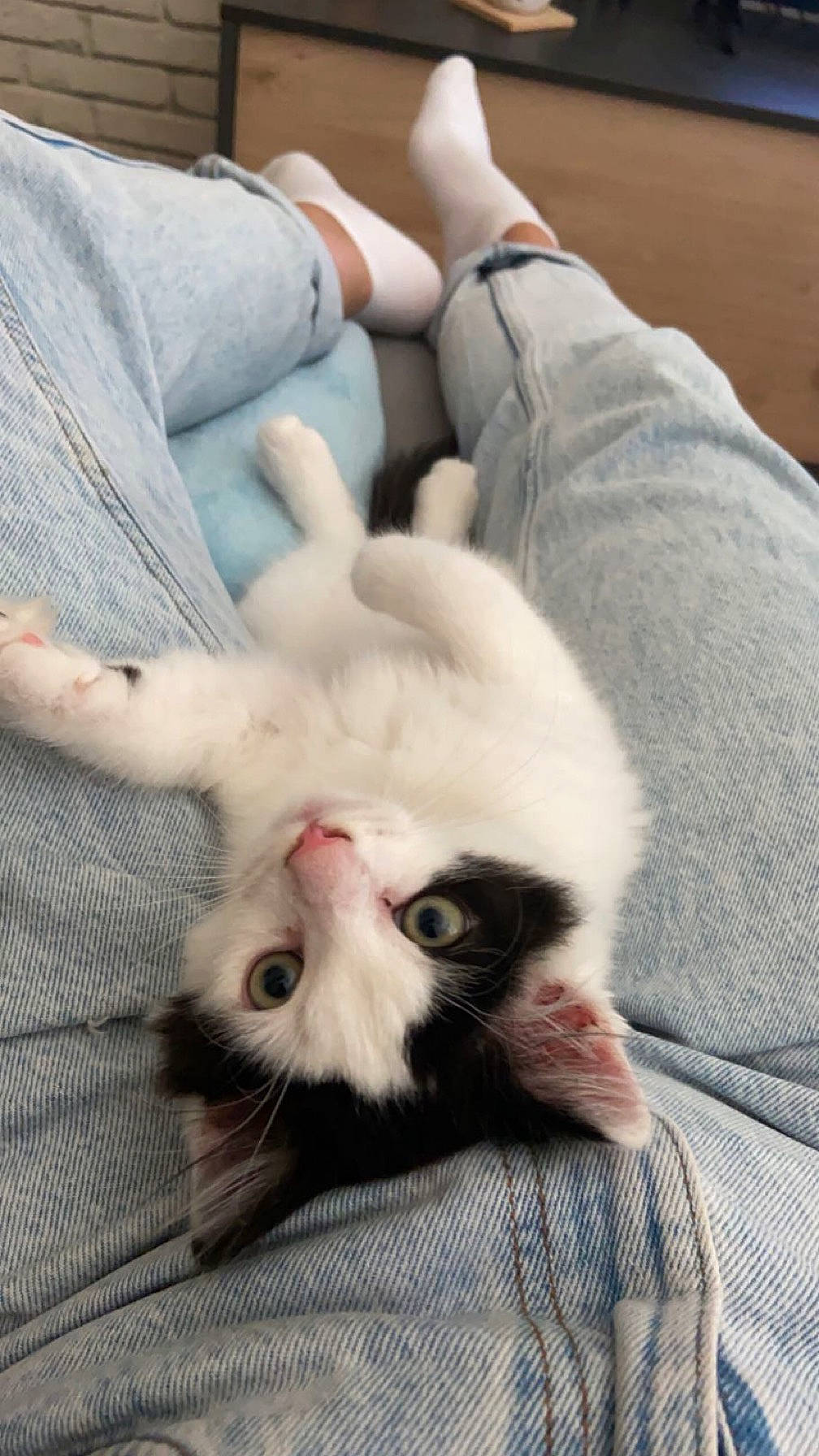 Tao participe au concours pour gagner de l'argent avec cette photo : carnivore, cat, claw, comfort, couch, domestic_short_haired_cat, eye, fawn, felidae, fur, gesture, grey, linens, nail, nap, paw, small_to_medium_sized_cats, snout, tail, whiskers