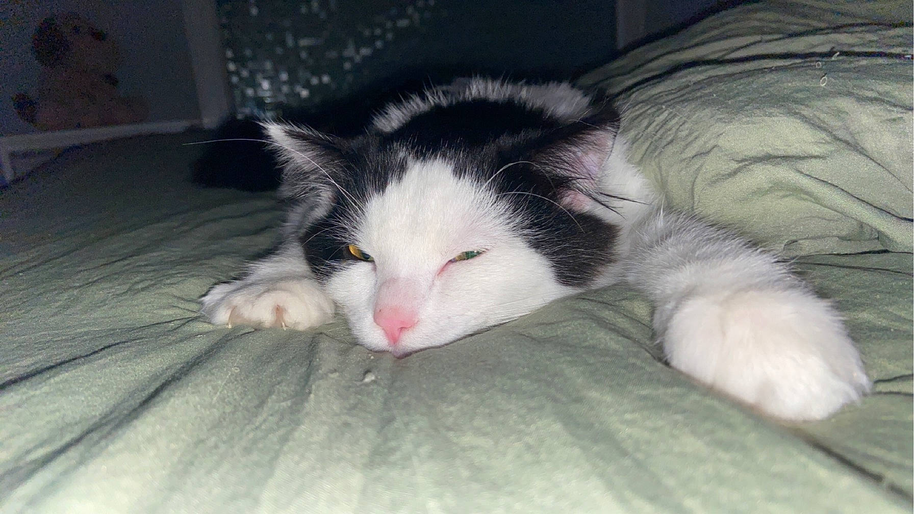 Tao participe au concours pour gagner de l'argent avec cette photo : carmine, carnivore, cat, claw, comfort, domestic_short_haired_cat, felidae, flooring, foot, fur, nap, paw, sleep, small_to_medium_sized_cats, snout, tail, whiskers, wood